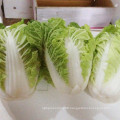 2021 New Harvest Export Natural Fresh Cabbage Export Chinese Cabbage